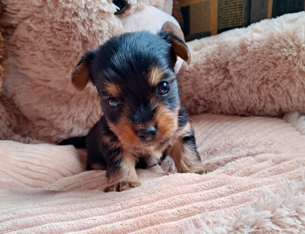Yorkshire Terrier
